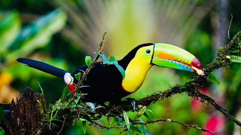 Mariposa Jungle Lodge San Ignacio Dış mekan fotoğraf