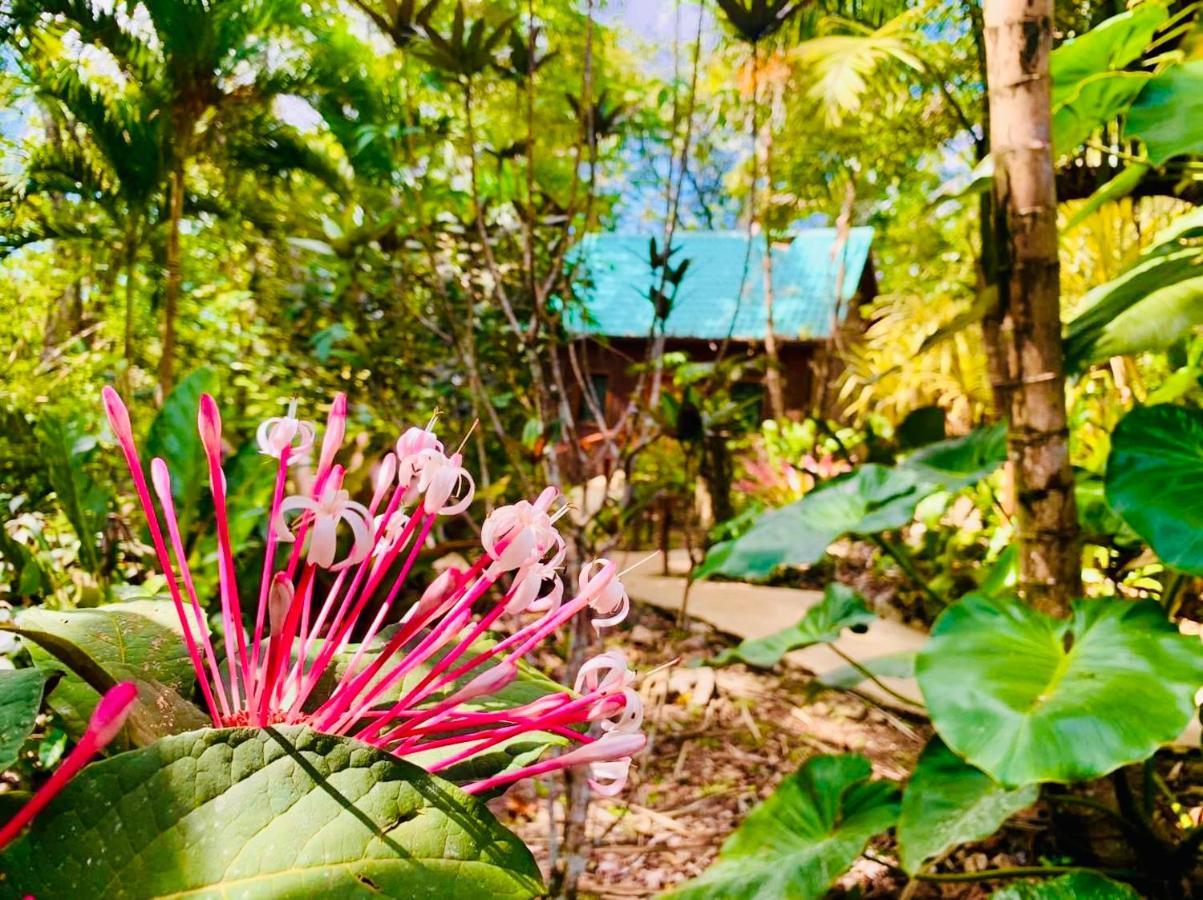 Mariposa Jungle Lodge San Ignacio Dış mekan fotoğraf